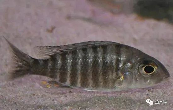 三湖慈鲷马鲷孔雀鱼多久发色,三湖慈鲷鱼之马鲷鱼