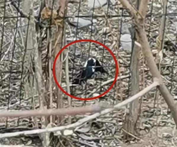 喜鹊为什么莫名其妙死掉,喜鹊大量在自家死亡征兆