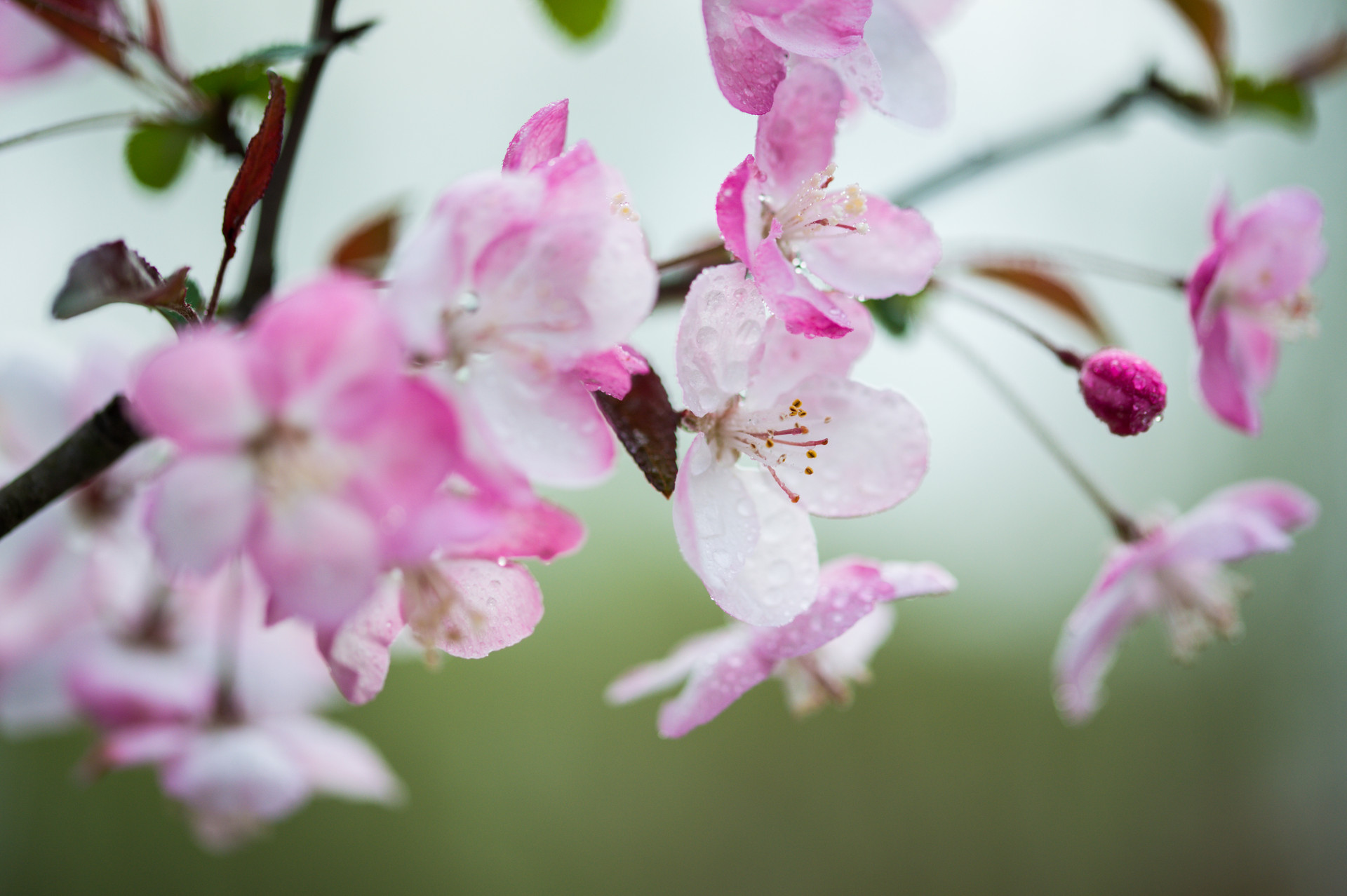 海棠春睡，只一位美人怎么比？太真妃子初出浴，西子娇妍比得无？