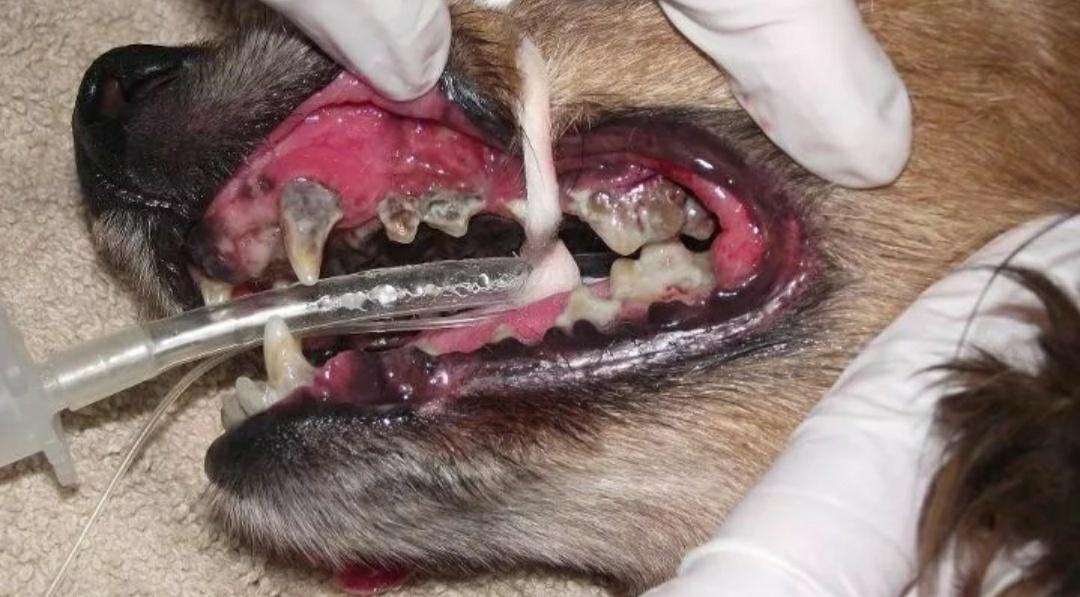 狗狗口炎怎么治疗,狗狗口炎特效药