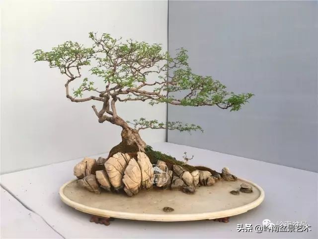 文人杂木盆景精品欣赏,可以做盆景的杂木图片大全