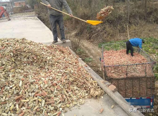 农村月入2500元冷门创业项目,未来十年最紧缺生意农村创业点子