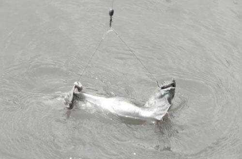 夏季钓甲鱼饵料,水库钓甲鱼方法和绝招