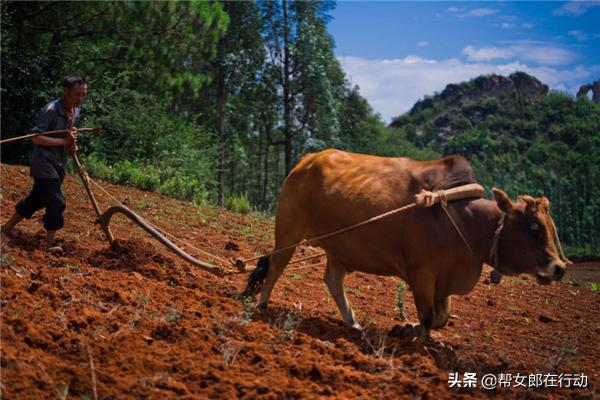 他山之石丨“拼”出新产业，小果子带来脱贫大希望，背后的故事都有啥