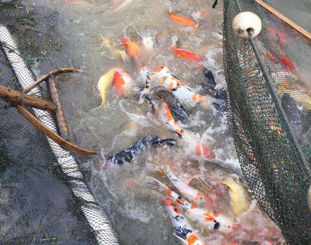 在乡村做什么可以赚钱,乡村做什么生意比较赚钱