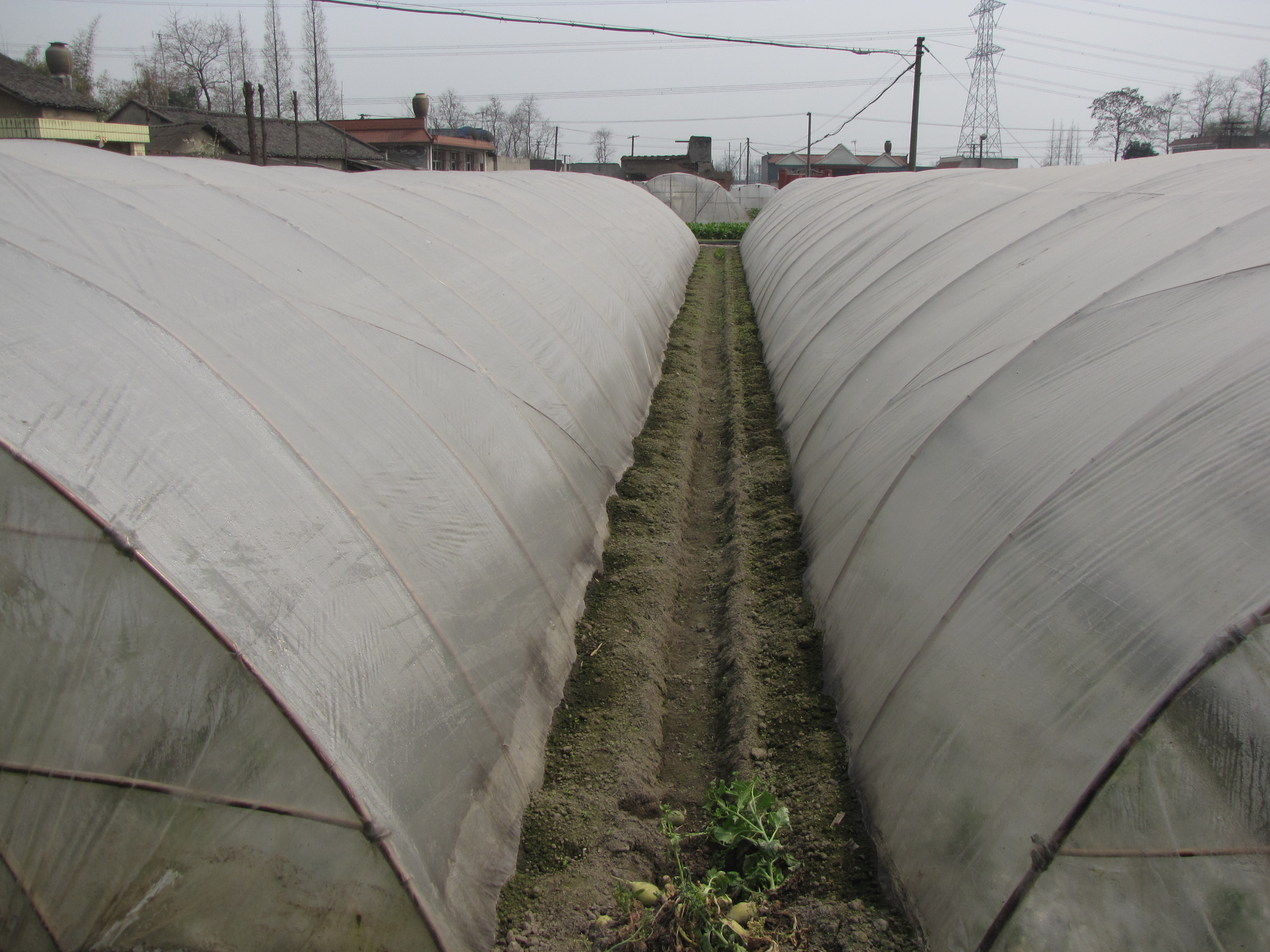 生姜温室大棚,大棚生姜育苗移栽的方法