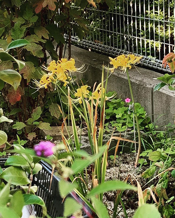 春天开放的十种花介绍,冬季里开花的15种花卉