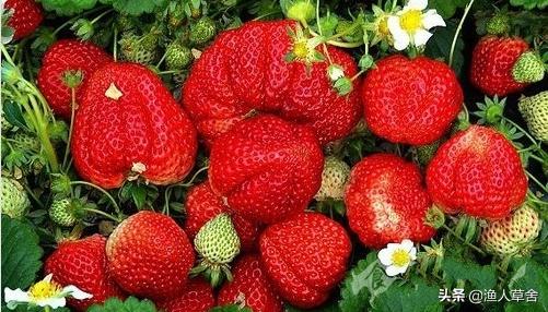 辽宁省大连知名农产品,辽宁省农产品地理标志产品都有啥