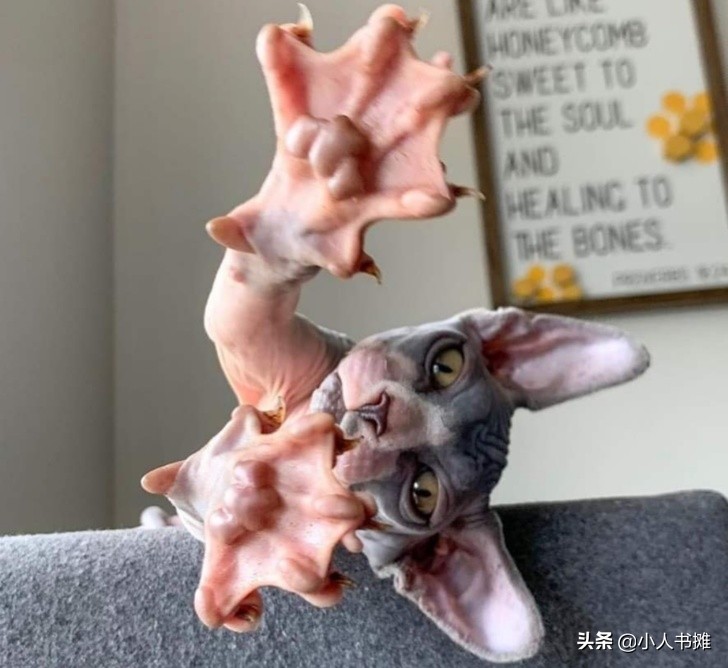 17张能让你发笑的动物照片,拒绝摆拍2019年最搞笑的动物照片