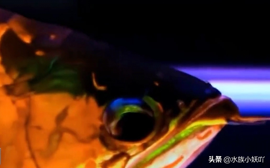 天价吉尼斯龙鱼,价值百万的龙鱼视频