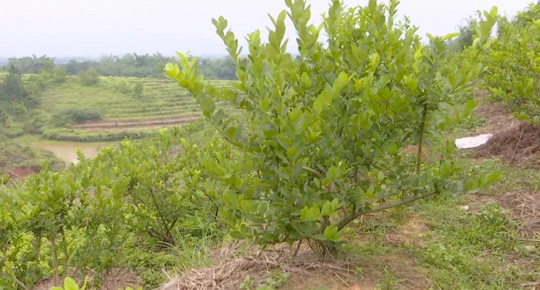 县妇联创业贷款工作半年总结,妇联创业贷款简报