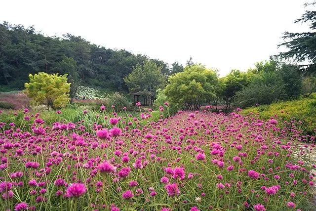 大连重阳节旅游攻略,大连九月秋游攻略