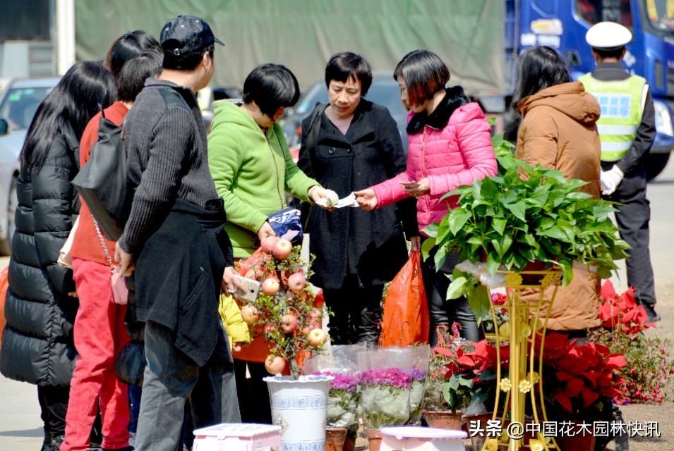 广州花市天河蝴蝶兰,南海花卉博览园蝴蝶兰