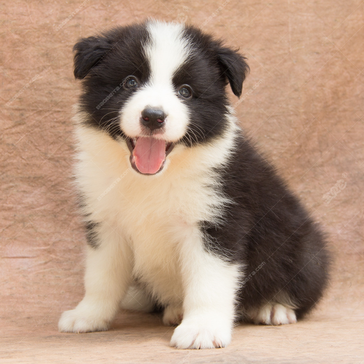 中国有什么名贵的狗,俄罗斯名贵狗价格