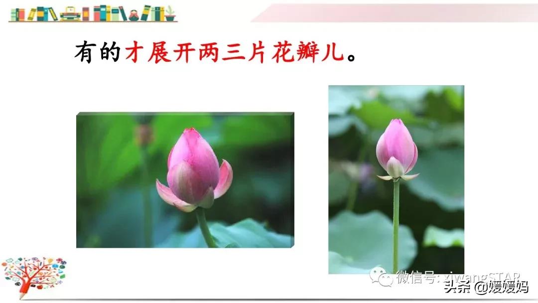 三年级下册荷花ppt课件部编版,三年级下册语文第三课荷花小练笔