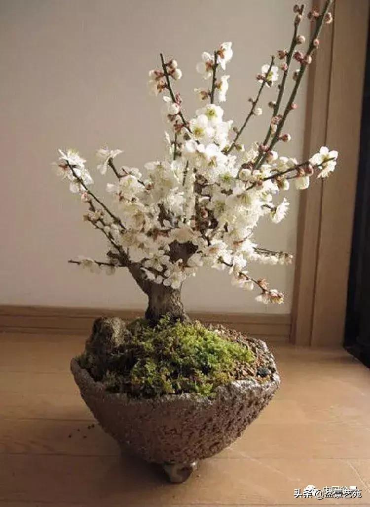 赏梅花十首最好的诗,最经典的梅花十绝