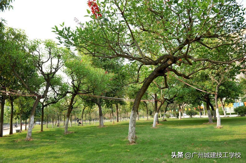 校园环境的简介,校园环境篇