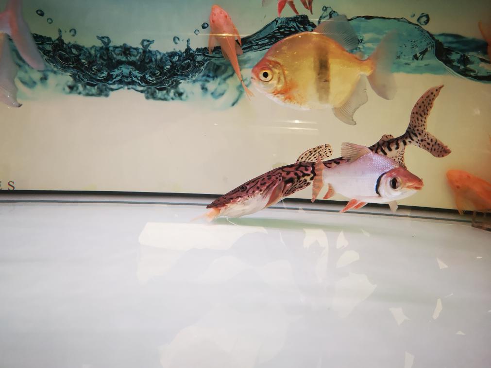 观赏鱼喂鱼粮好还是丰年虾好,观赏鱼喂干食还是红线虫好