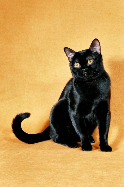 各种猫咪花纹品种,名贵品种猫咪大全