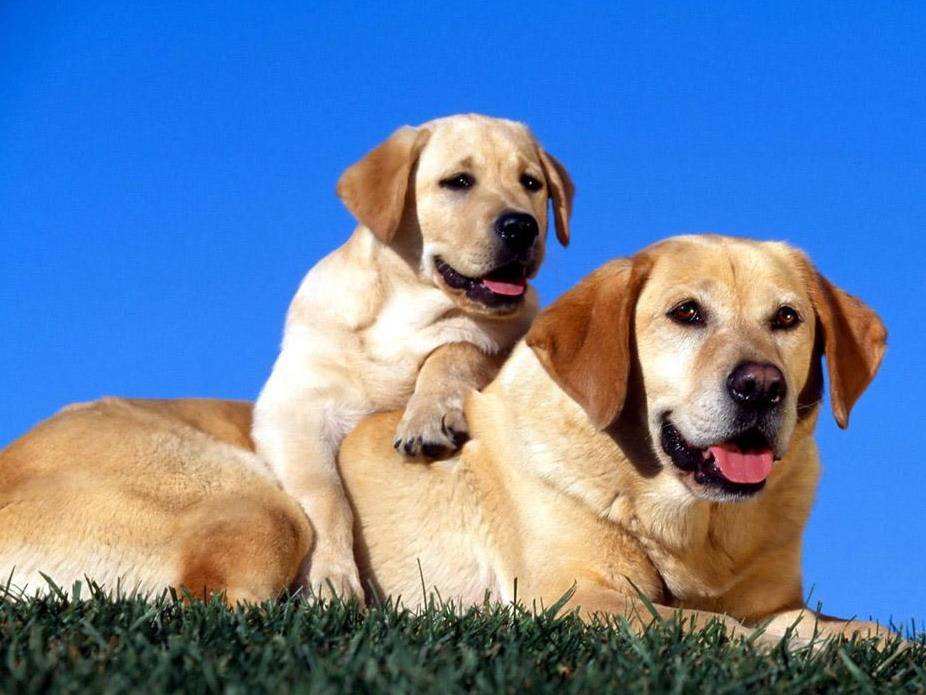 宠物狗品种大全热门宠物排行,长耳朵黑黄宠物狗是什么品种