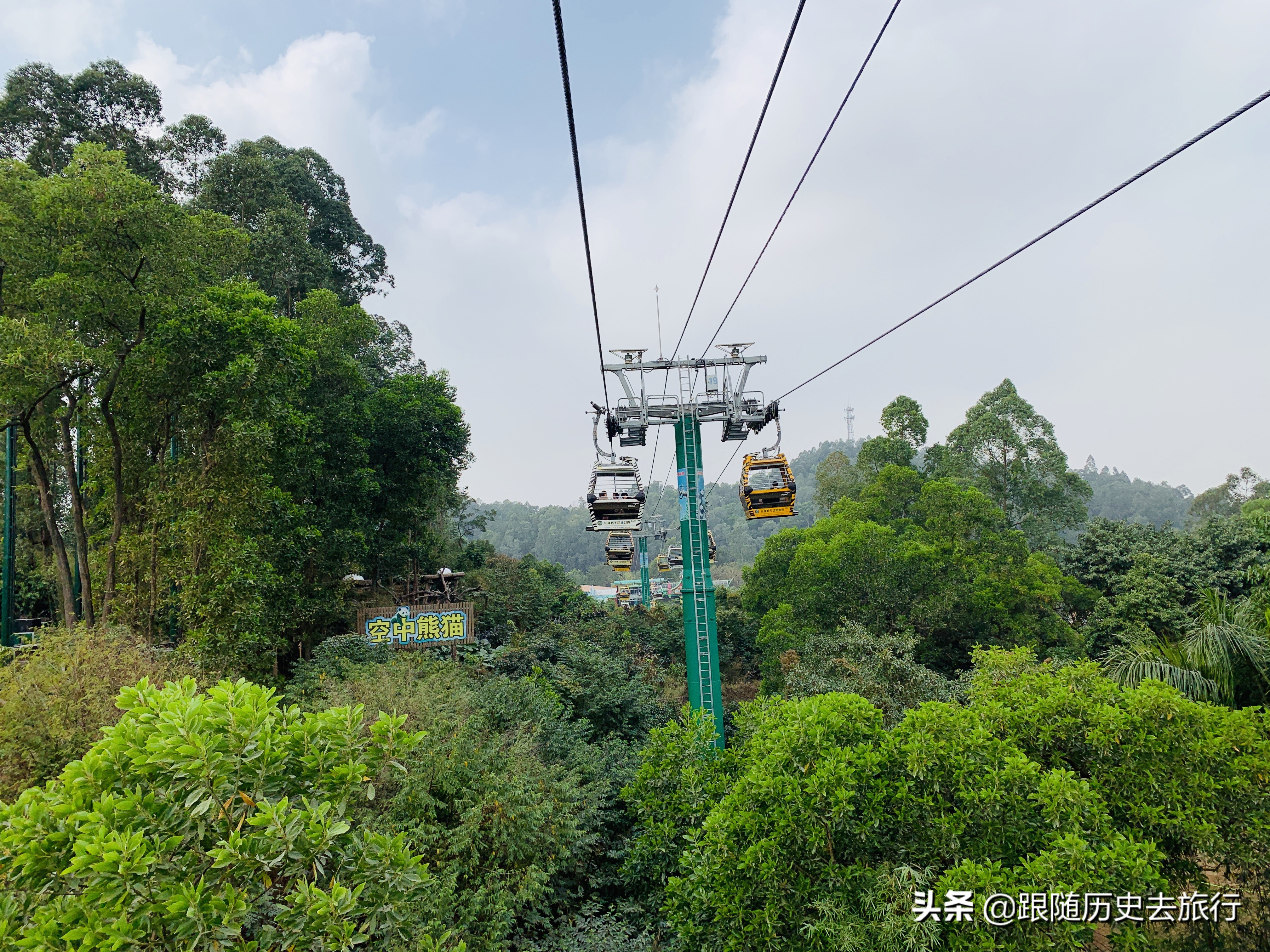 广州长隆动物园大熊猫门票多少钱,广州长隆水动物世界看大熊猫攻略