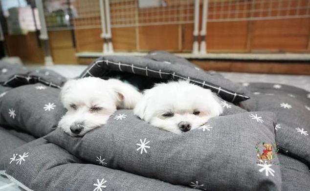 狗狗做梦的反应，原来隐藏了狗狗不同的心理