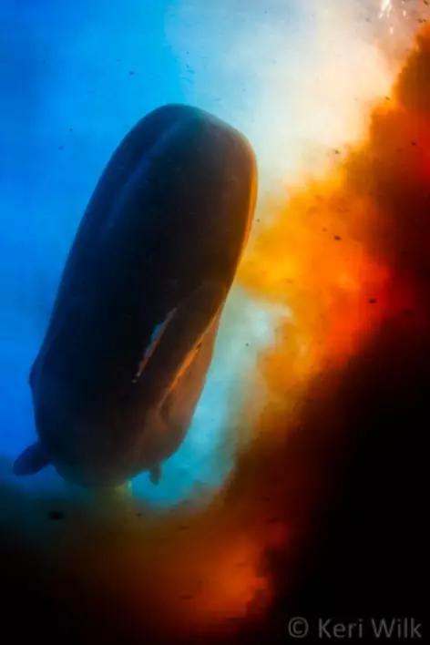 鲸鱼拉屎的过程,鲸鱼拉屎全过程