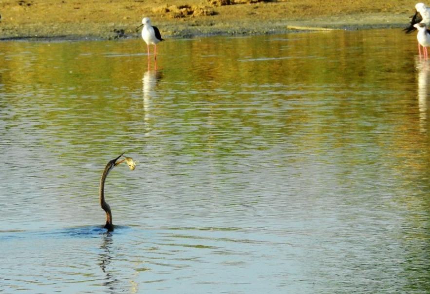 恐龙灭绝之后的大鸟,时隔80多年神秘大鸟再次现身