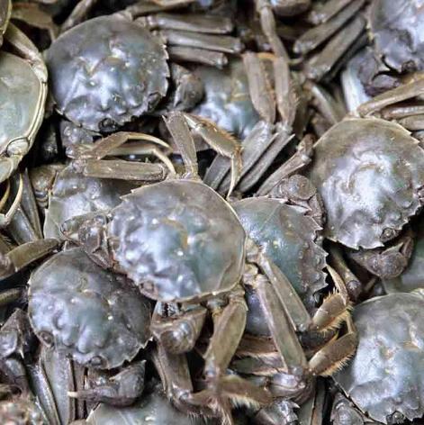 螃蟹的保存方法与注意事项,螃蟹海蟹一顿吃不完要怎么样保存