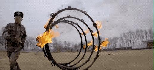 长得最像狼的狗,最帅狗