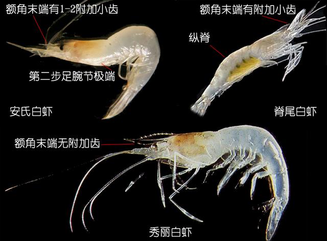 虾说，这是一篇让你不仅会吃，还会认……一文解决“虾”认识