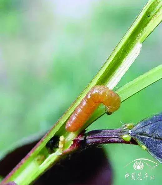 樱桃的常见病虫害及防治方法,樱桃常见虫害防治方案