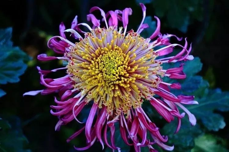 花中四君子菊花,花中四君子菊花的简介