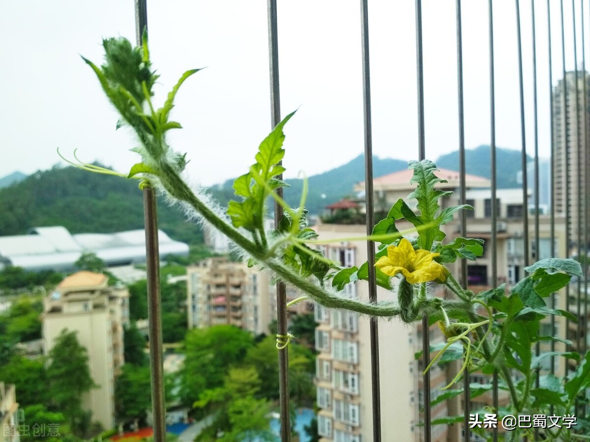 散文母亲做的美食,散文妈妈的菜园