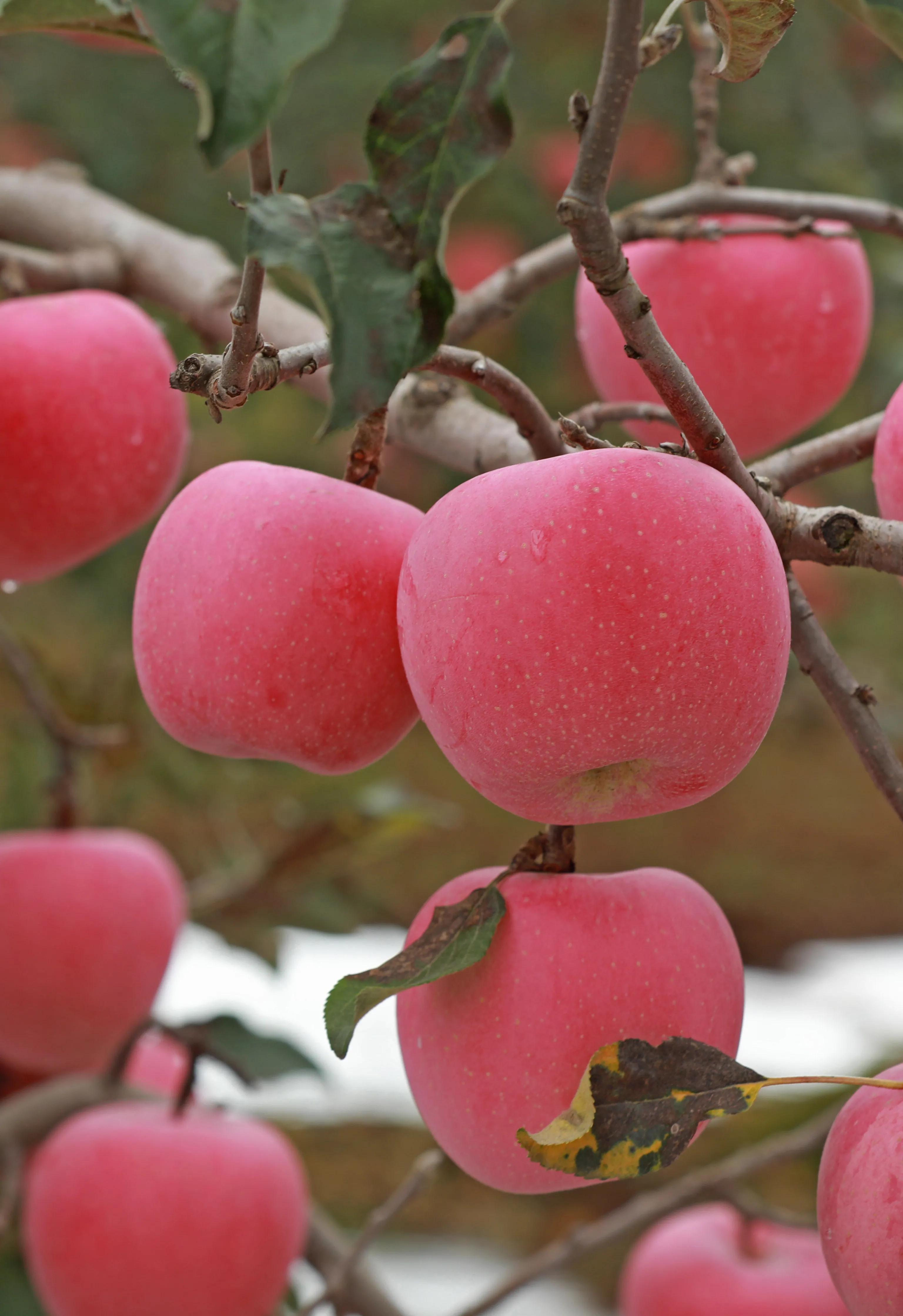 红富士苹果哪里产的好吃,红富士苹果直播