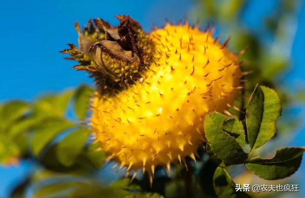 梨的种植与价值,梨的亩产及收益