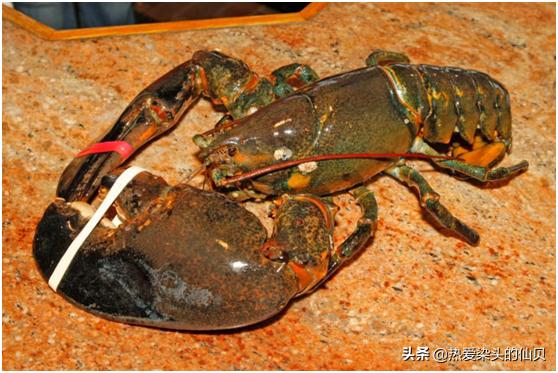 还记得那个“成精”的小龙虾吗？活力134岁，如今是这样的结局