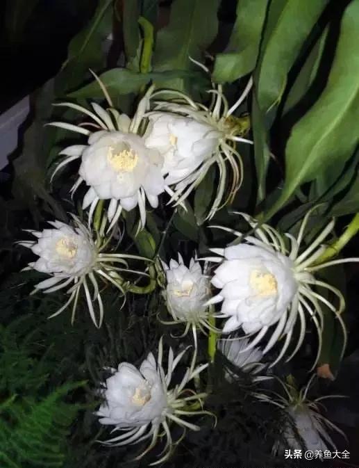 一至十二月的花期,12月到2月份的花期