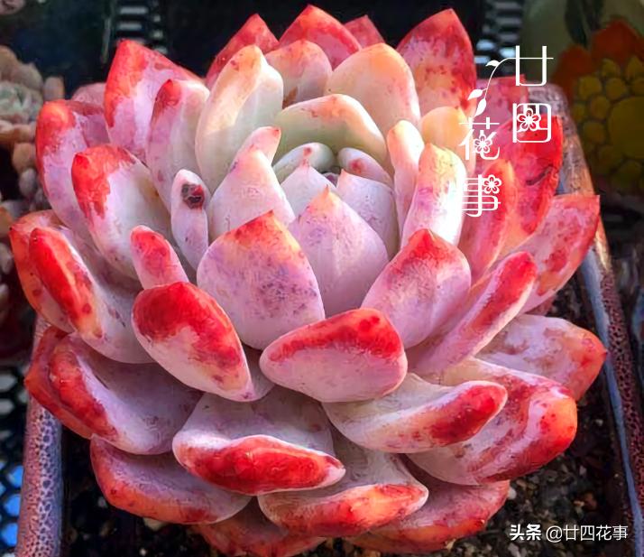 多肉植物如何上色更快呢,多肉植物不上色