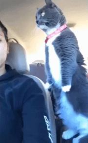 搞笑动图gif素材,搞笑动图gif图片2000期