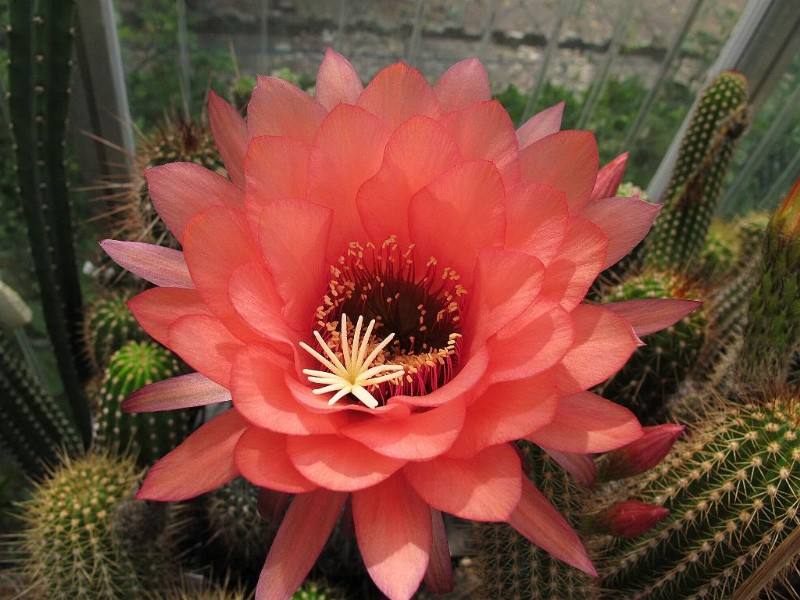 101仙人球,101个仙人球品种