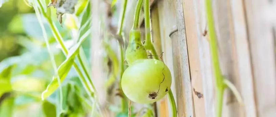 灏忓鐢熺妞嶈懌鑺︾殑鎰熸偀,绉嶈懌鑺︾殑鏁欏鐩爣