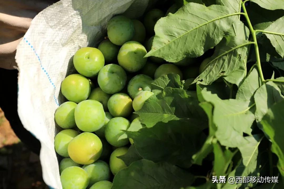 元江凉拌炸洋芋,云南拌水果怎么拌