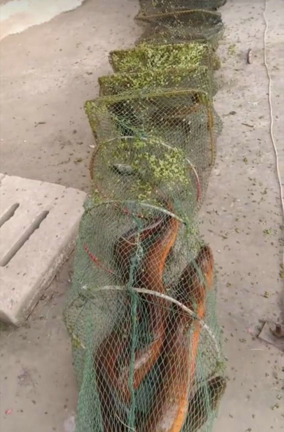 野外徒手抓巨型鳝鱼,广西人捕捉十多斤黄鳝
