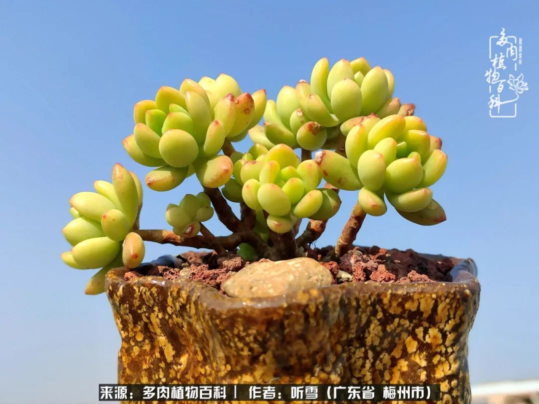 爱上多肉精致生活,爱上多肉我们的减压法宝