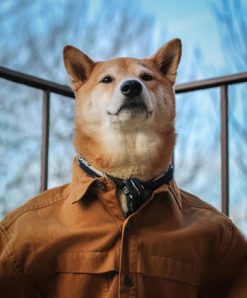 帅到各种时尚大牌求合作，它居然是条狗……你们信吗？