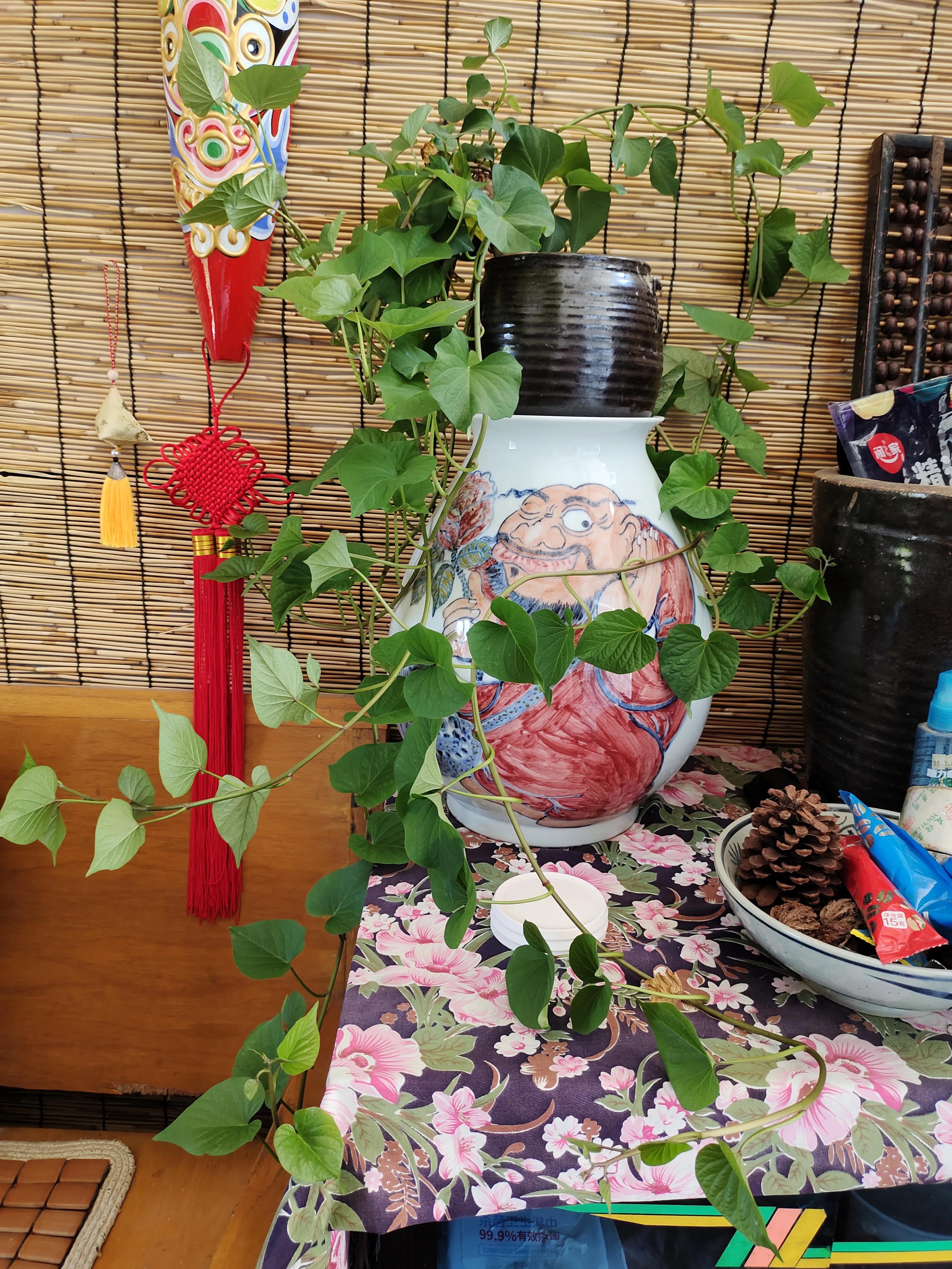 把红薯当绿植养,把红薯当花种