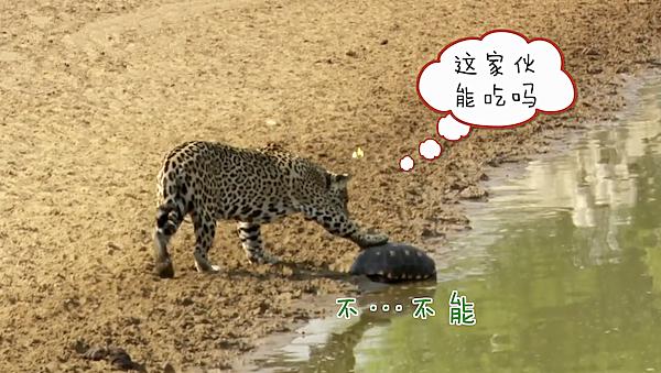 女子在湿地公园拍到豹子要吃乌龟，刚要感慨，没想到事情有了转机
