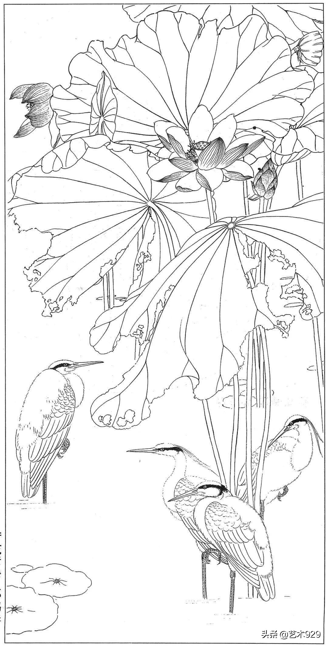 适合初学者的荷花白描画稿,荷花小品实用白描画稿