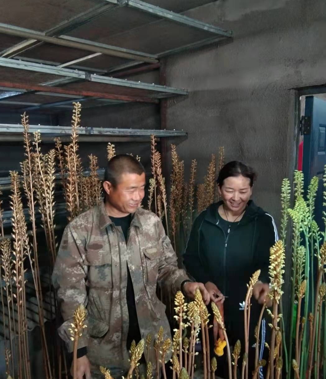 长白山下天麻的视频,长白山脚下的天麻